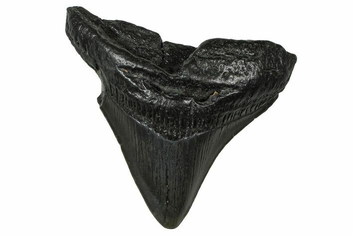 Fossil Posterior Megalodon Tooth - South Carolina #374786